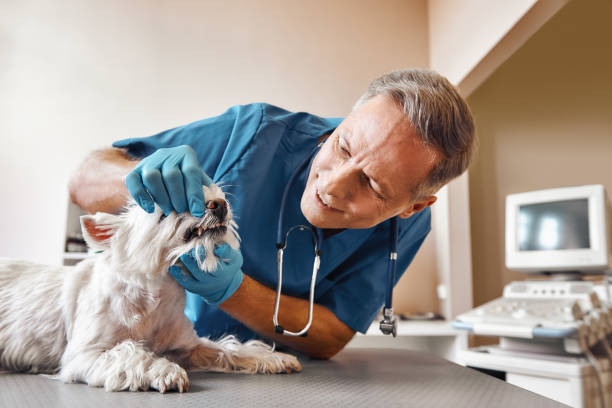 Best Emergency Denture Repair in Framingham, MA